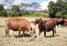 Too Hot to Milk: The Race to Climate-Proof Africa’s Cattle