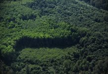 Global Deforestation Slows, Forests Remain Threatened