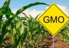 Kenyans Still Fear GMOs despite Government Approval