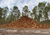 Concerns Raised Over Forest Clearing amid National Tree Planting Campaign