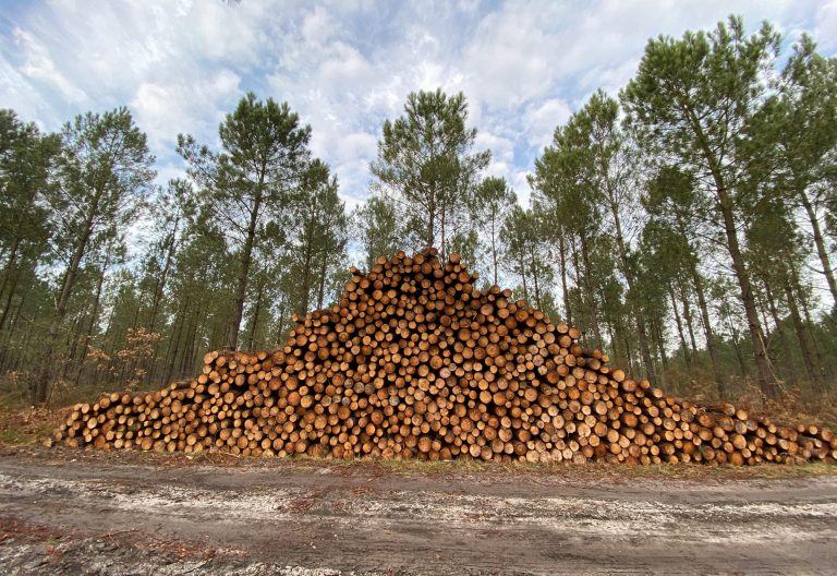 Felled tree logs on a dirt road. Image used for representational purposes only. PHOTO by Pexels