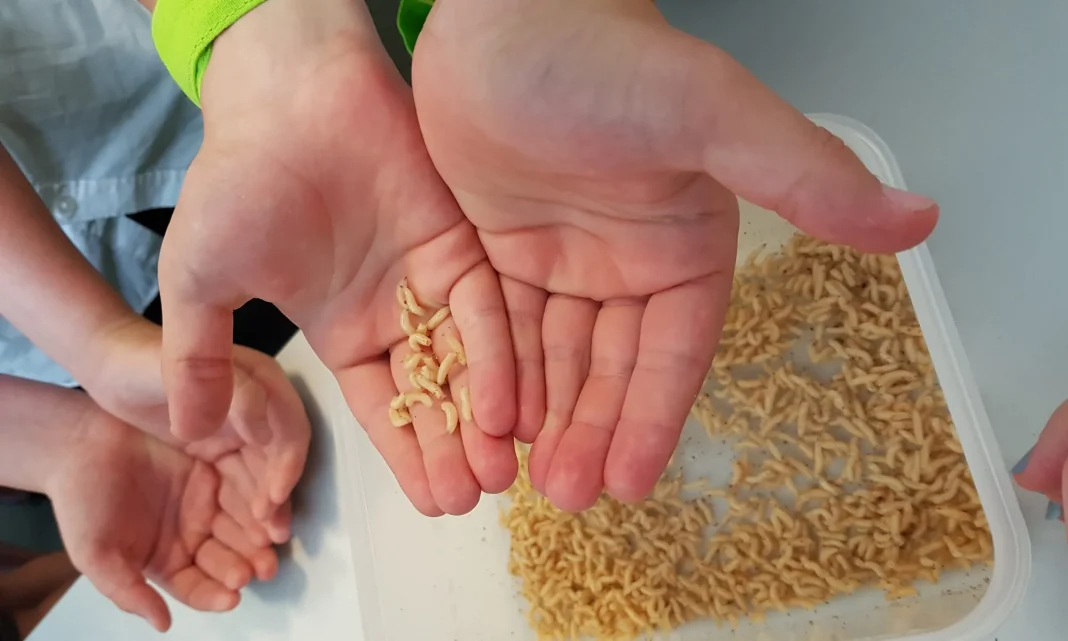 Maggots are an old-school remedy, but researchers have recently been learning more about their medical benefits in the era of antibiotic resistance. Photo by Swansea University Y. Nigam