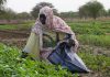 Sahel Land Restoration Initiative Recognized at UN Desertification Conference
