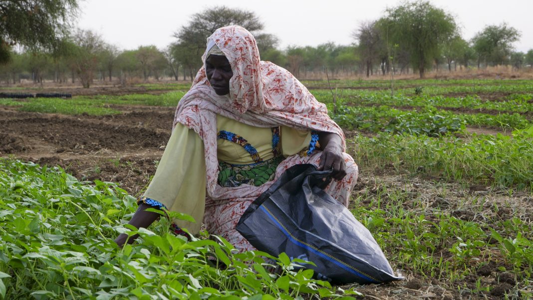 20260520_UNEP Decade on Ecosystem Restoration_Sahel Integrated Resilience_Malachie Nabbi_22