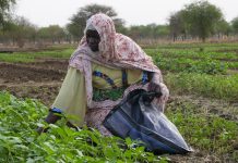 Sahel Land Restoration Initiative Recognized at UN Desertification Conference