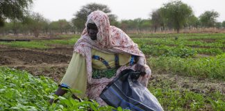 Sahel Land Restoration Initiative Recognized at UN Desertification Conference