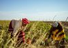 Great Green Wall Accelerator Marks Five Years of Progress