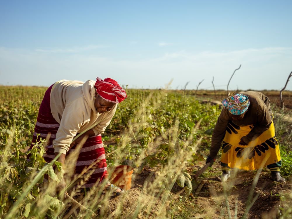 Senegalese women working on the GGWA project