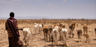 Prolonged Drought Reshaping Health in Northern Kenya