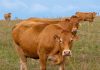 Keeping Cattles Linked to Increased Malaria Risk in Coastal Kenya