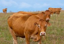 Keeping Cattles Linked to Increased Malaria Risk in Coastal Kenya