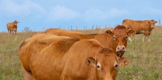 Keeping Cattles Linked to Increased Malaria Risk in Coastal Kenya