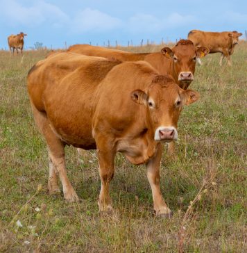 Keeping Cattles Linked to Increased Malaria Risk in Coastal Kenya